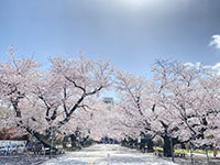 写真：桜並木